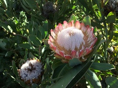 Protea compacta × susannae