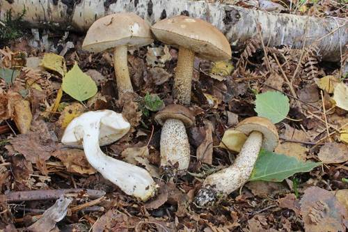 kozák brezový (Leccinum scabrum)