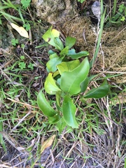 Justicia adhatodoides