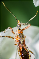 Cosmoclopius nigroannulatus