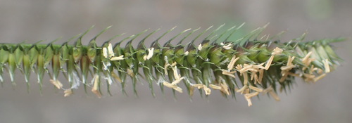 Image of Dactyloctenium australe by (c) Nicola van Berkel, some rights reserved (CC BY-SA)
