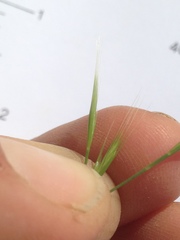 Festuca bromoides