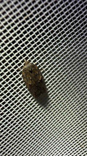 Sallow Button