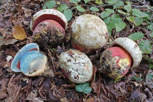 Devil's Bolete