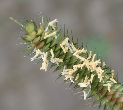 Image of Dactyloctenium australe by (c) Nicola van Berkel, some rights reserved (CC BY-SA)