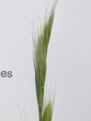 Festuca bromoides