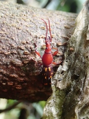 Baryrhynchus poweri