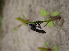 Dioctria atricapilla