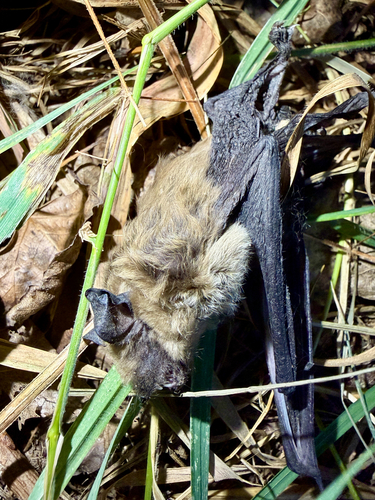 Big Brown Bat observed by christian_nunes