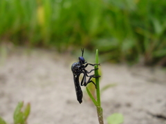 Dioctria atricapilla