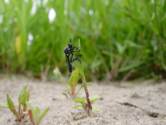 Dioctria atricapilla