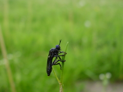 Dioctria atricapilla