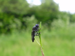 Dioctria atricapilla