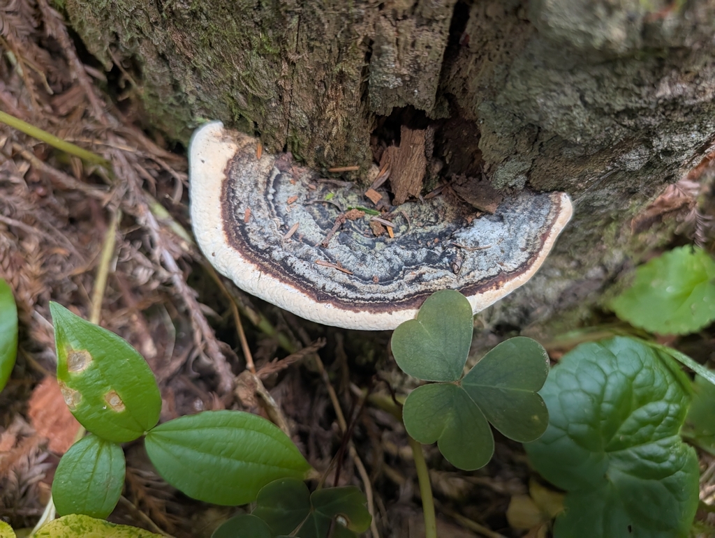 Heterobasidion occidentale · July 2026 · photo: Photo: (c) Zack Abbey, some rights reserved (CC BY) · iNaturalist