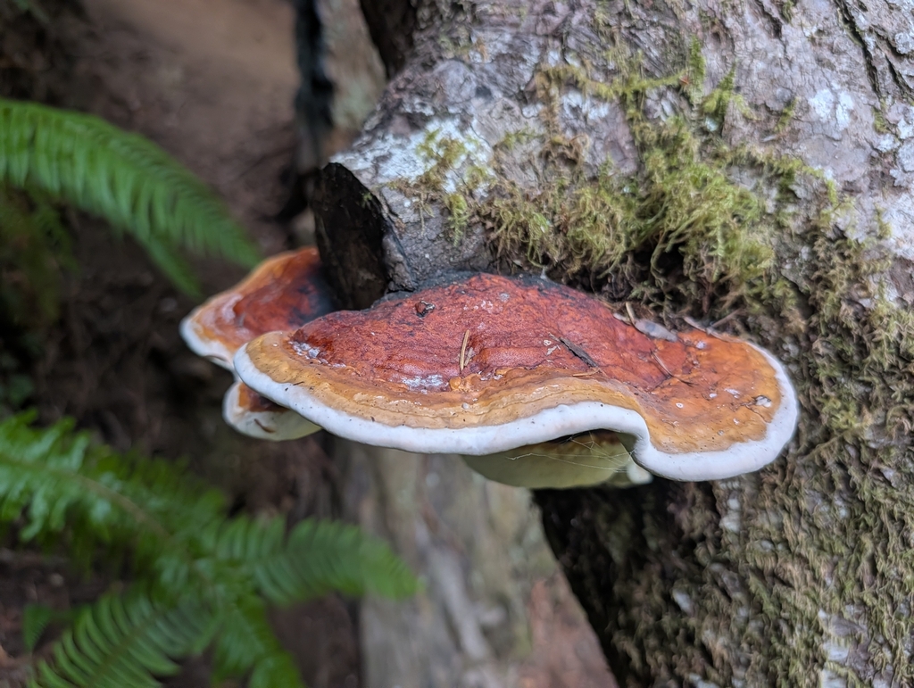 Northern Red Belt · July 2026 · photo: Photo: (c) Zack Abbey, some rights reserved (CC BY) · iNaturalist
