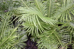 Blechnum gibbum
