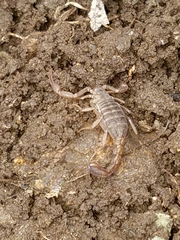 Serradigitus gertschi