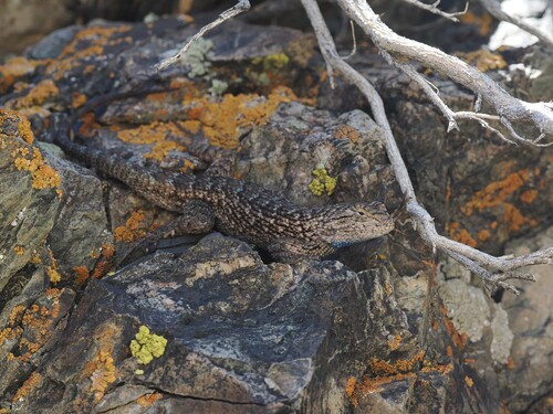 iNaturalist observation photo of Western Fence Lizard