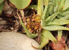 Aceria aloinis
