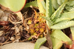 Aceria aloinis