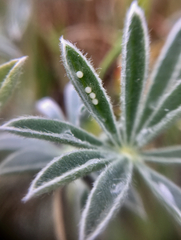 Icaricia icarioides missionensis