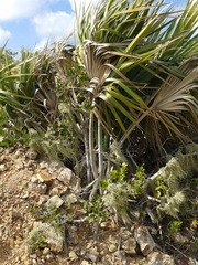 Sabal antillensis