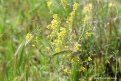 Sisymbrium austriacum