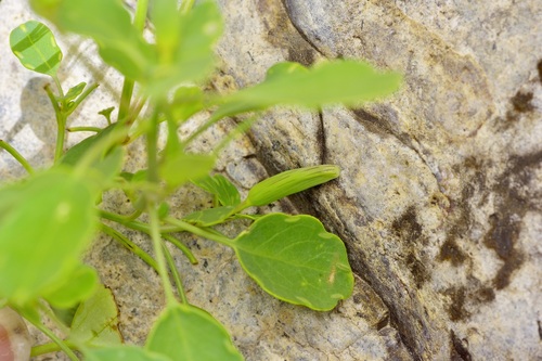 Porophyllum ruderale