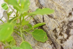 Porophyllum ruderale