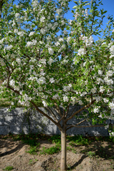 Malus spectabilis