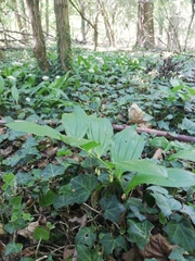 Polygonatum latifolium