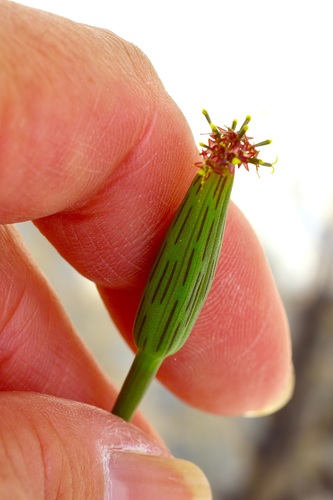 Porophyllum ruderale, photograph 1