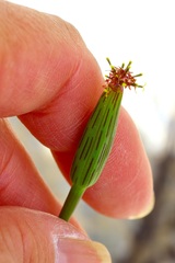 Porophyllum ruderale, photograph (c) Michelle W. （鍾偉瑋）, some rights reserved (CC BY)