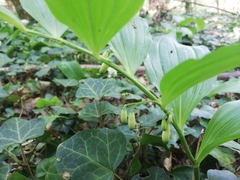 Polygonatum latifolium