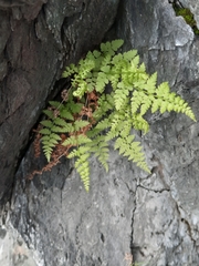 Cystopteris fragilis