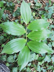 Polygonatum latifolium