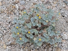 Mountain daisy (Psathyrotes)