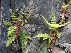 Cystopteris fragilis