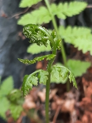 Cystopteris fragilis