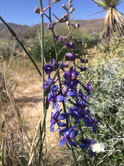 Delphinium parishii parishii