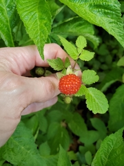 Rubus hirsutus