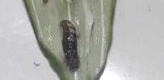Earias