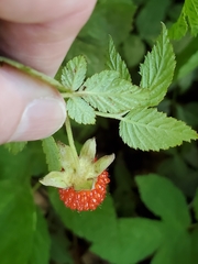 Rubus hirsutus