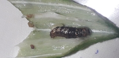 Earias