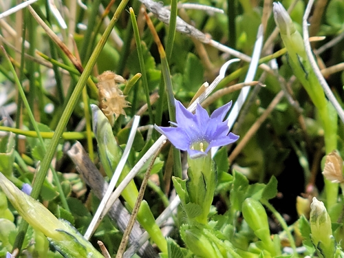Gentiana prostrata, photograph 6