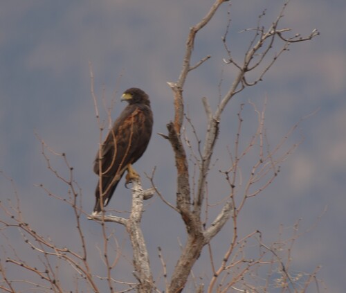 Northern Harris's Hawk