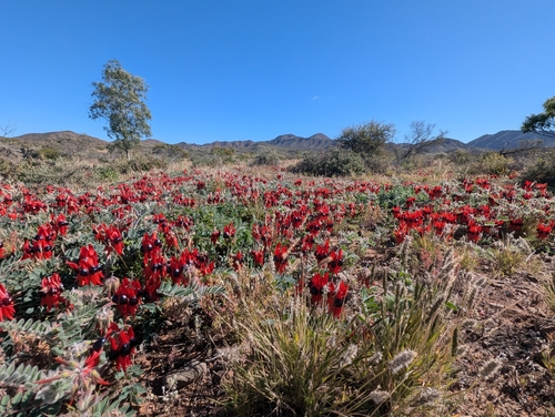 Sturt's Desert Pea