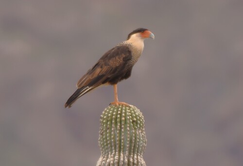 Northern Crested Caracara