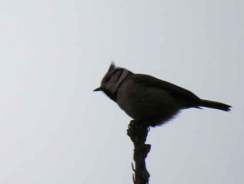 Lophophanes cristatus