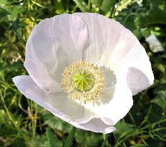 Papaver somniferum